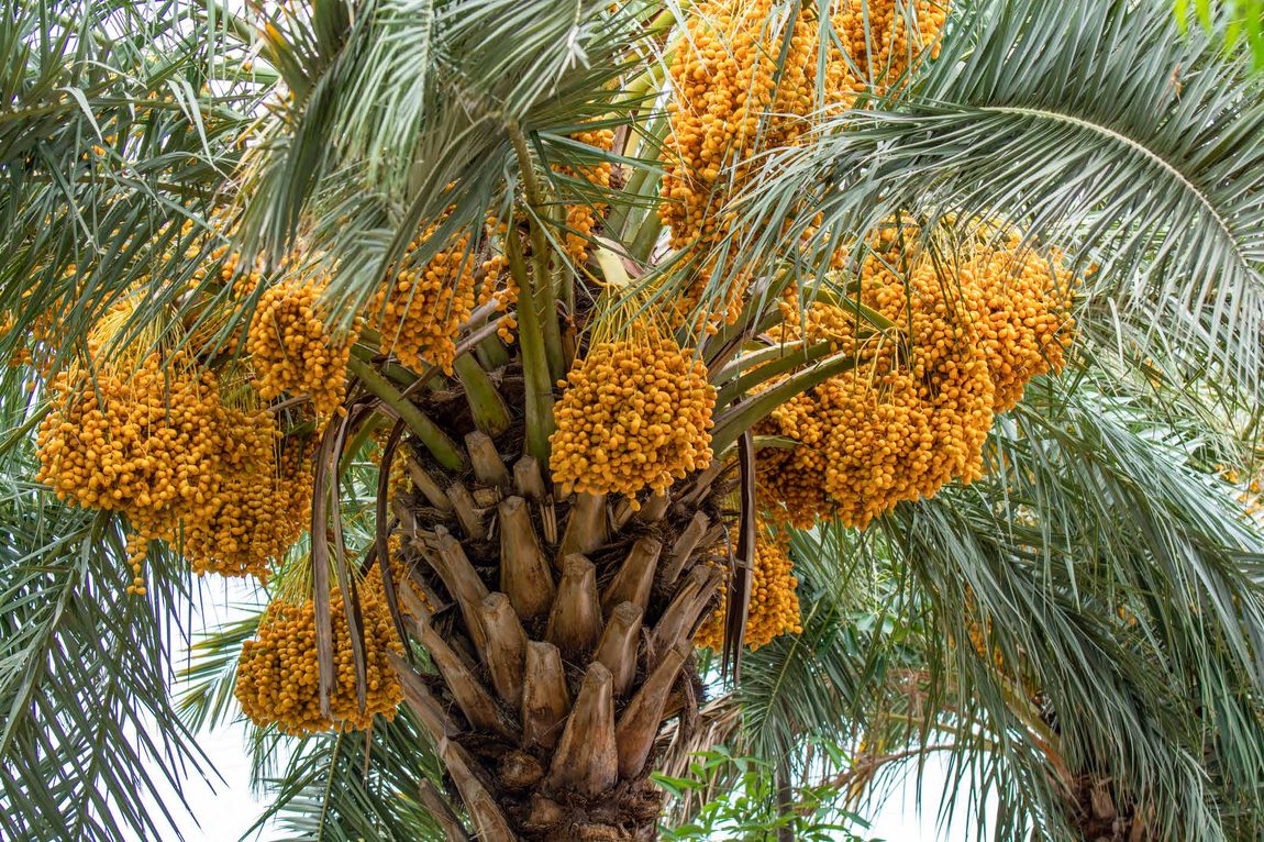 Tâmaras — fruto da tamareira
